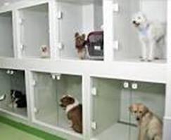 Consultrio Veterinrio na Cidade Nova BH